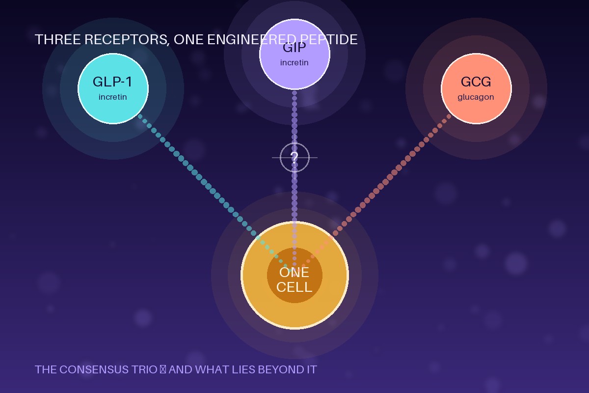 Metabolic and peptide-hormone research — the discipline behind incretin biology and TRIAGON's beyond-consensus triple-agonist programme; a Panacea Bio Chem brief by Bogdan Dicoias